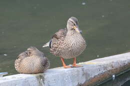 Image de Canard colvert