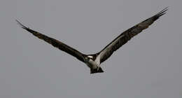 Image of ospreys