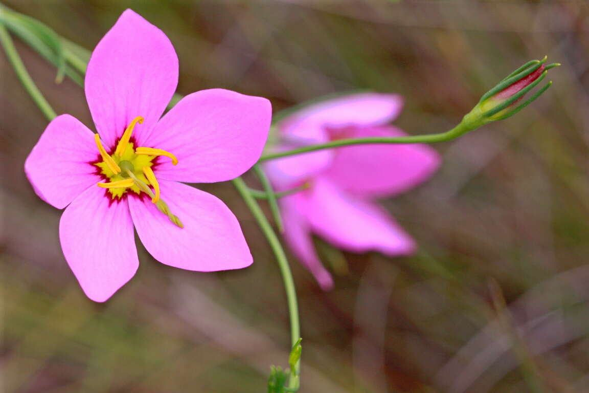 Image of largeflower rose gentian