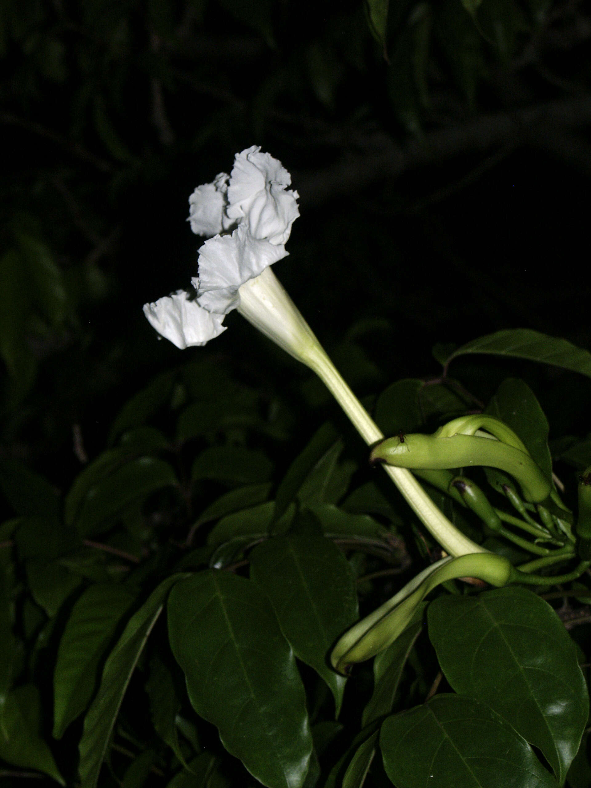 Plancia ëd Dolichandrone spathacea (L. fil.) K. Schum.