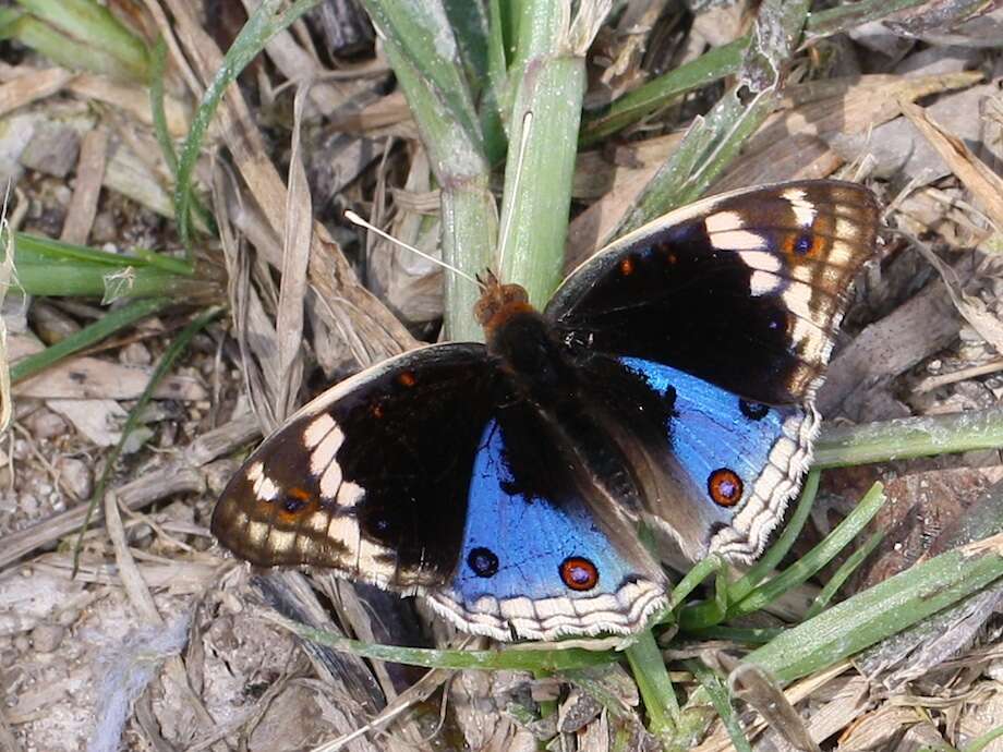 Plancia ëd Junonia orithya Linnaeus 1764