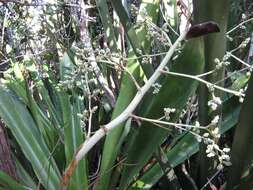 Image of Bromeliad