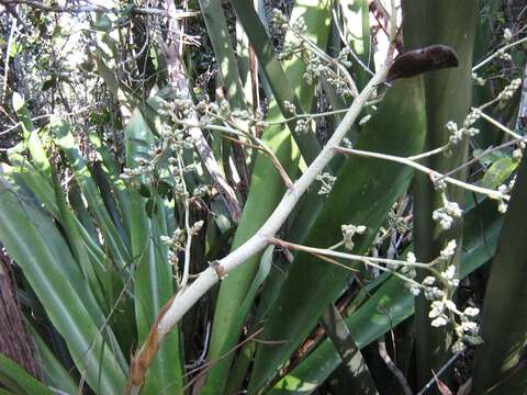 Image of Bromeliad