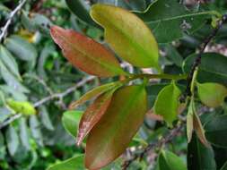 Imagem de Diospyros sandwicensis (A. DC.) Fosberg