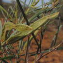 Image of Acacia citrinoviridis Tindale & Maslin