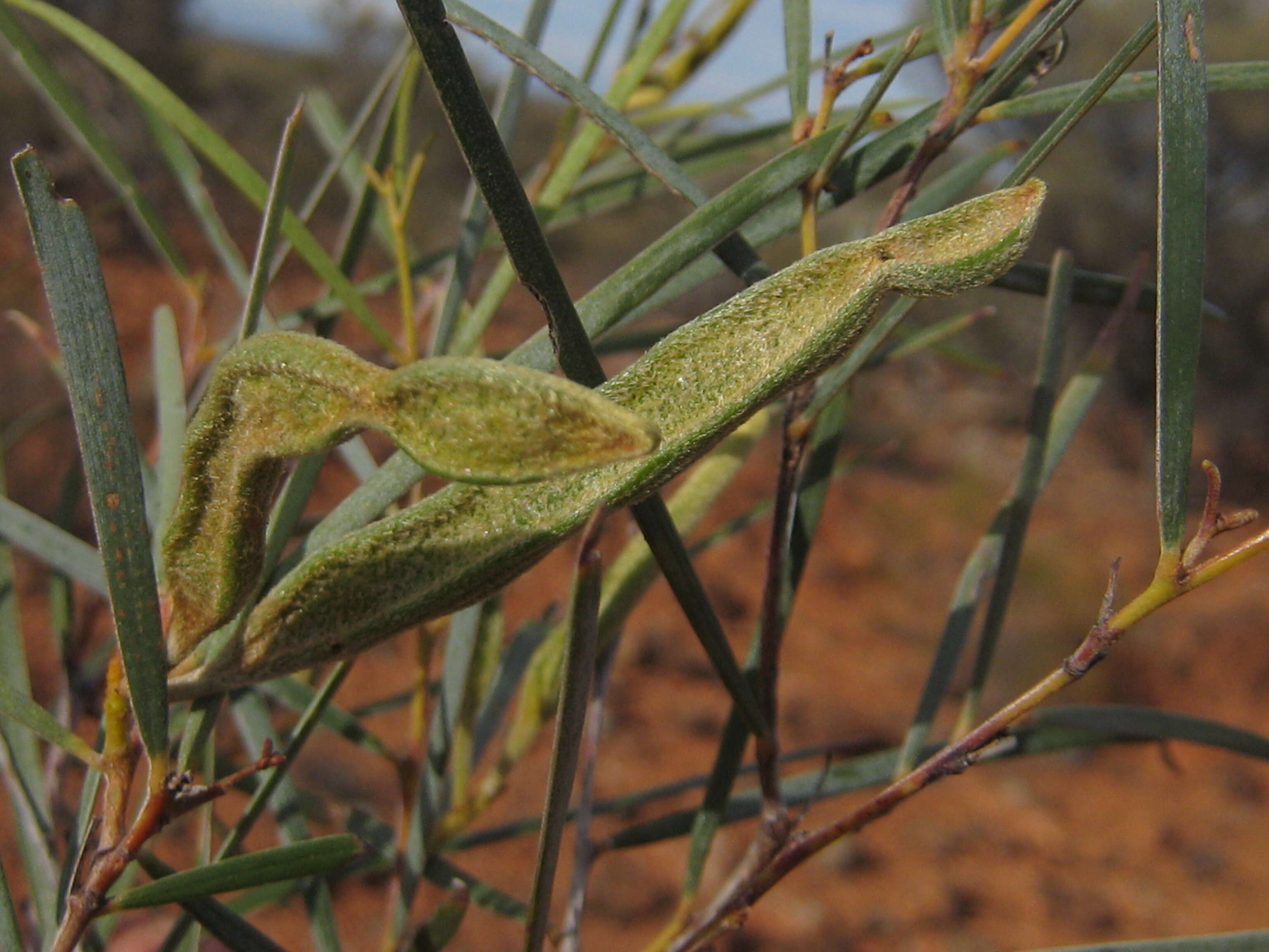 Image of Acacia citrinoviridis Tindale & Maslin