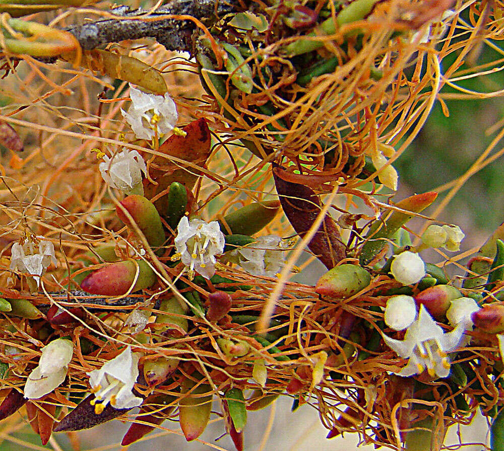 Image of chaparral dodder