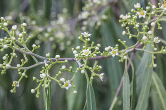 Image of Geijera parviflora Lindl.