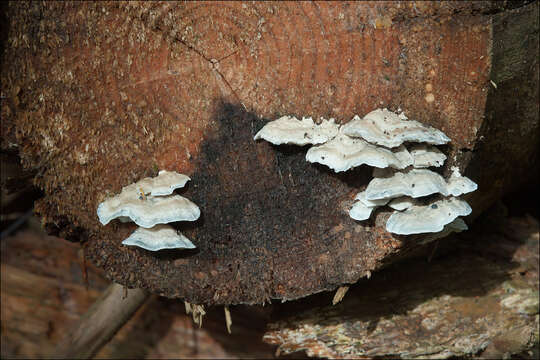 Image de Polypore bleuté