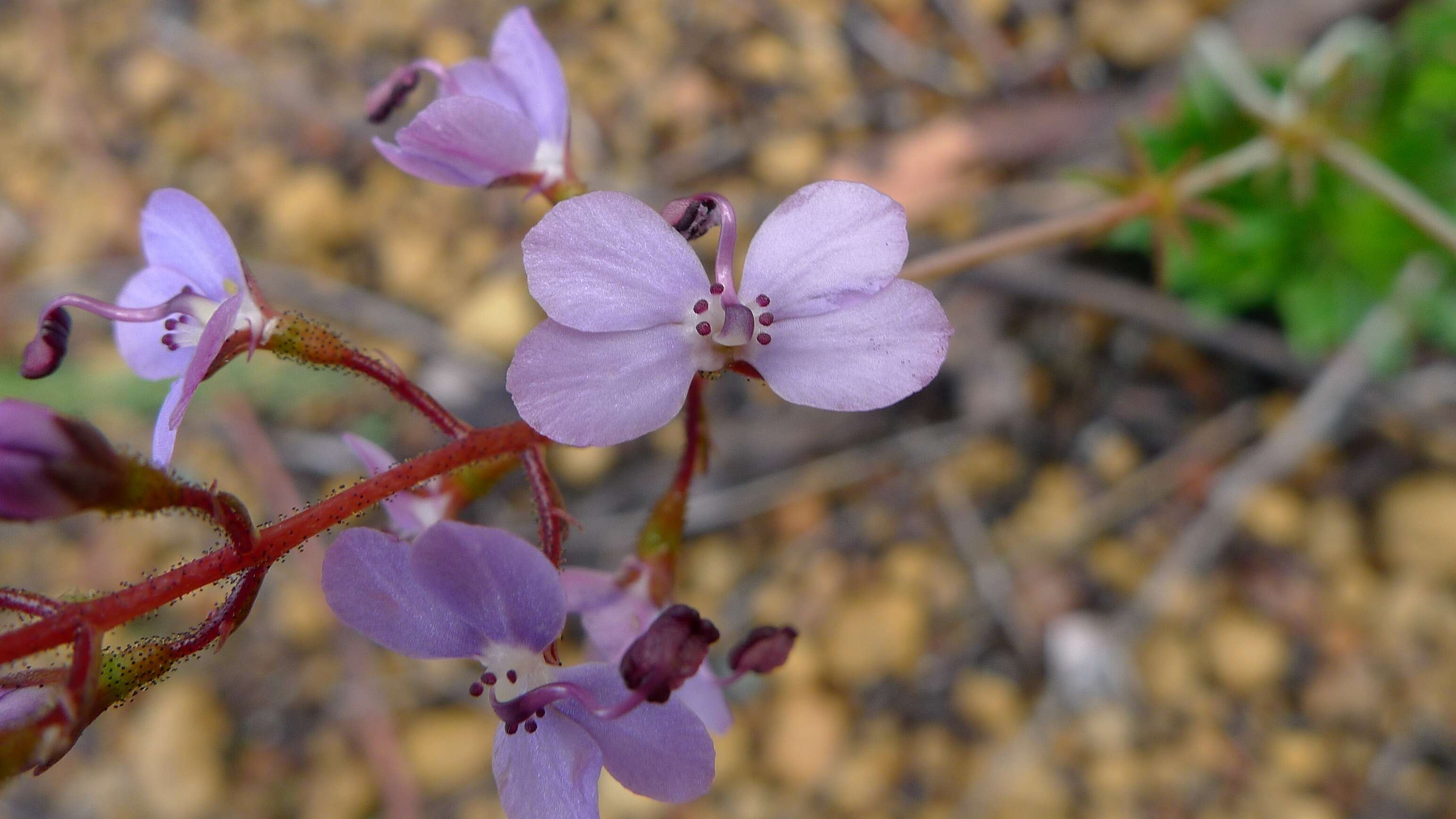 Sivun Stylidium amoenum R. Br. kuva