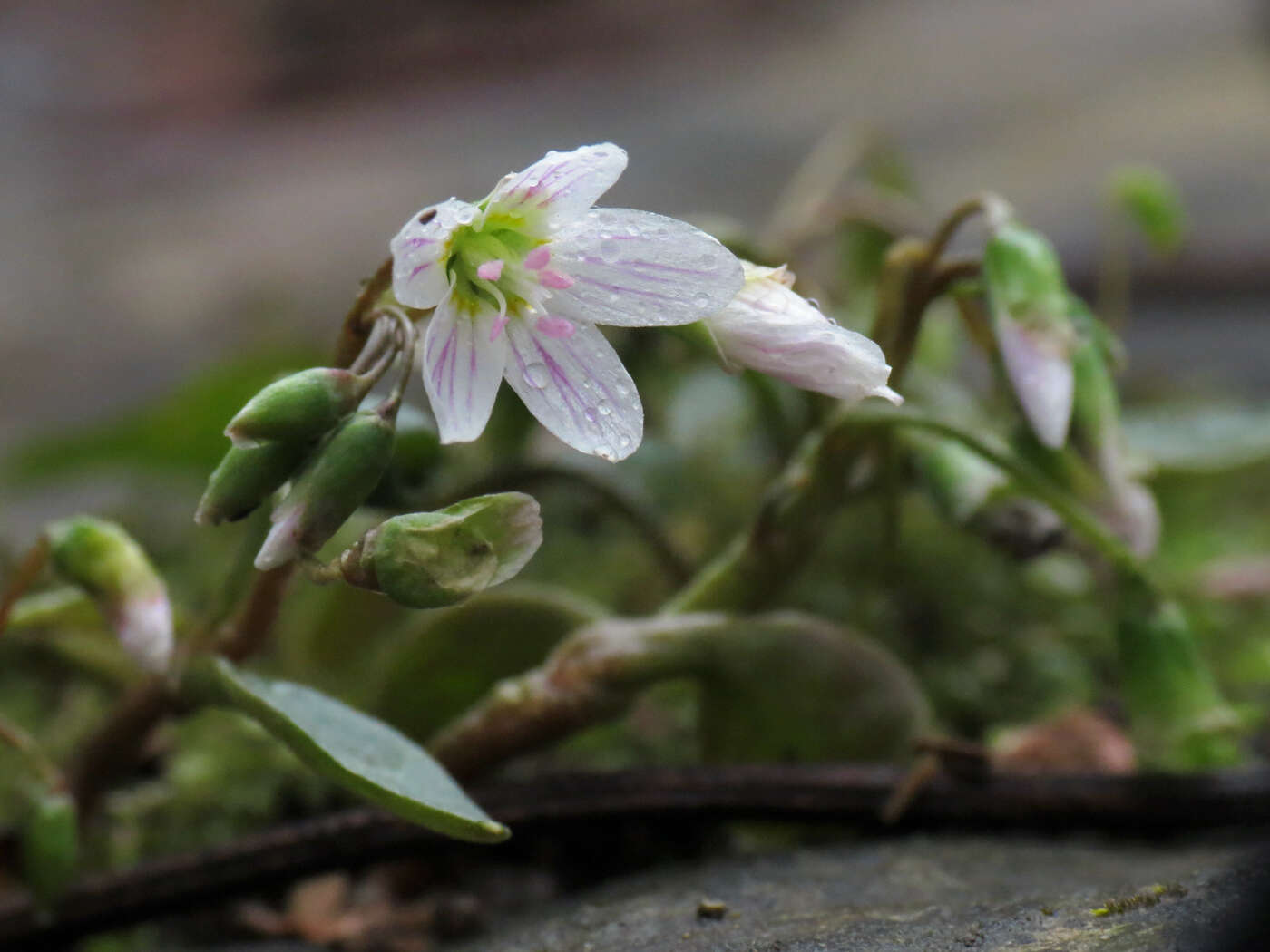 Image of Carolina springbeauty