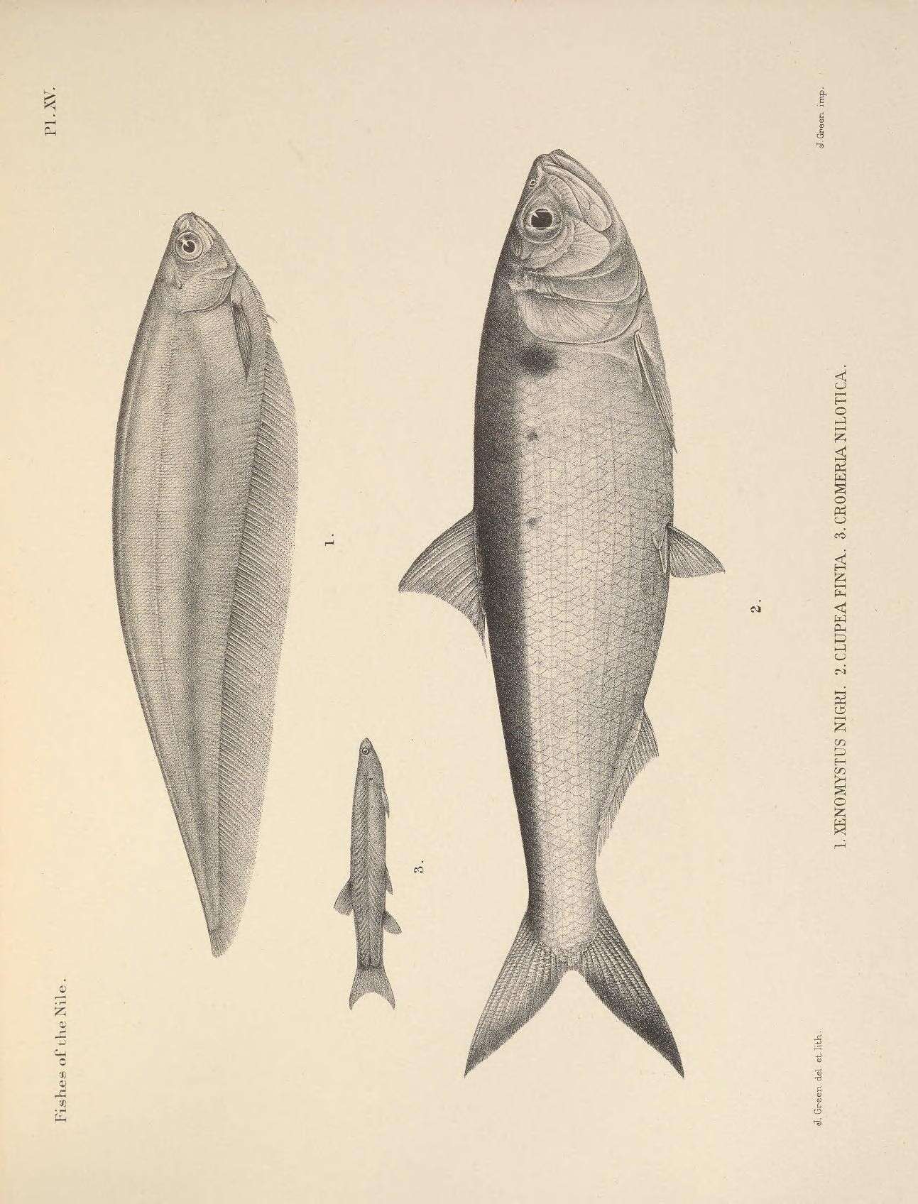 Image of featherfin knifefishes