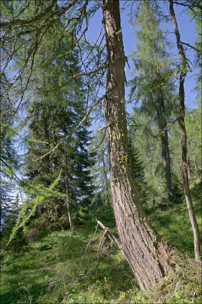 Image of wolf lichen