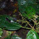 Sivun Miconia brevitheca Gleason kuva