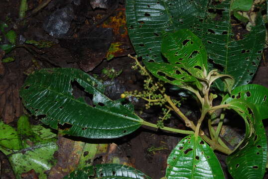 Image of Miconia brevitheca Gleason