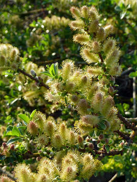 Image of Salix apoda Trautv.