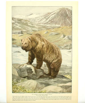 Image of Ursus arctos gyas Merriam 1902