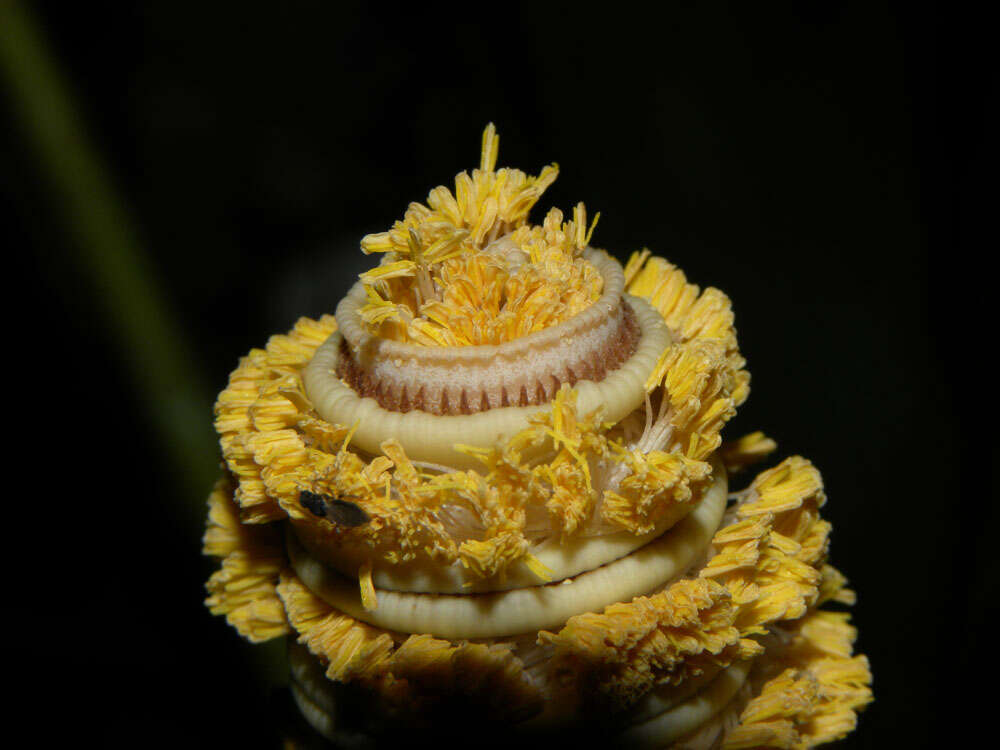 Image of Cyclanthus