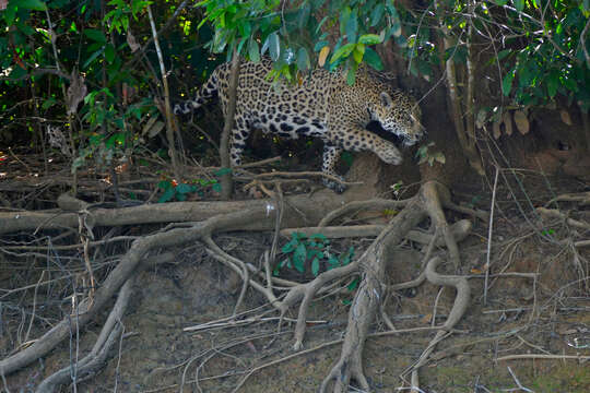 Image of Jaguar