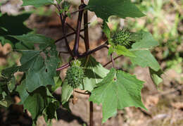 Image de Datura