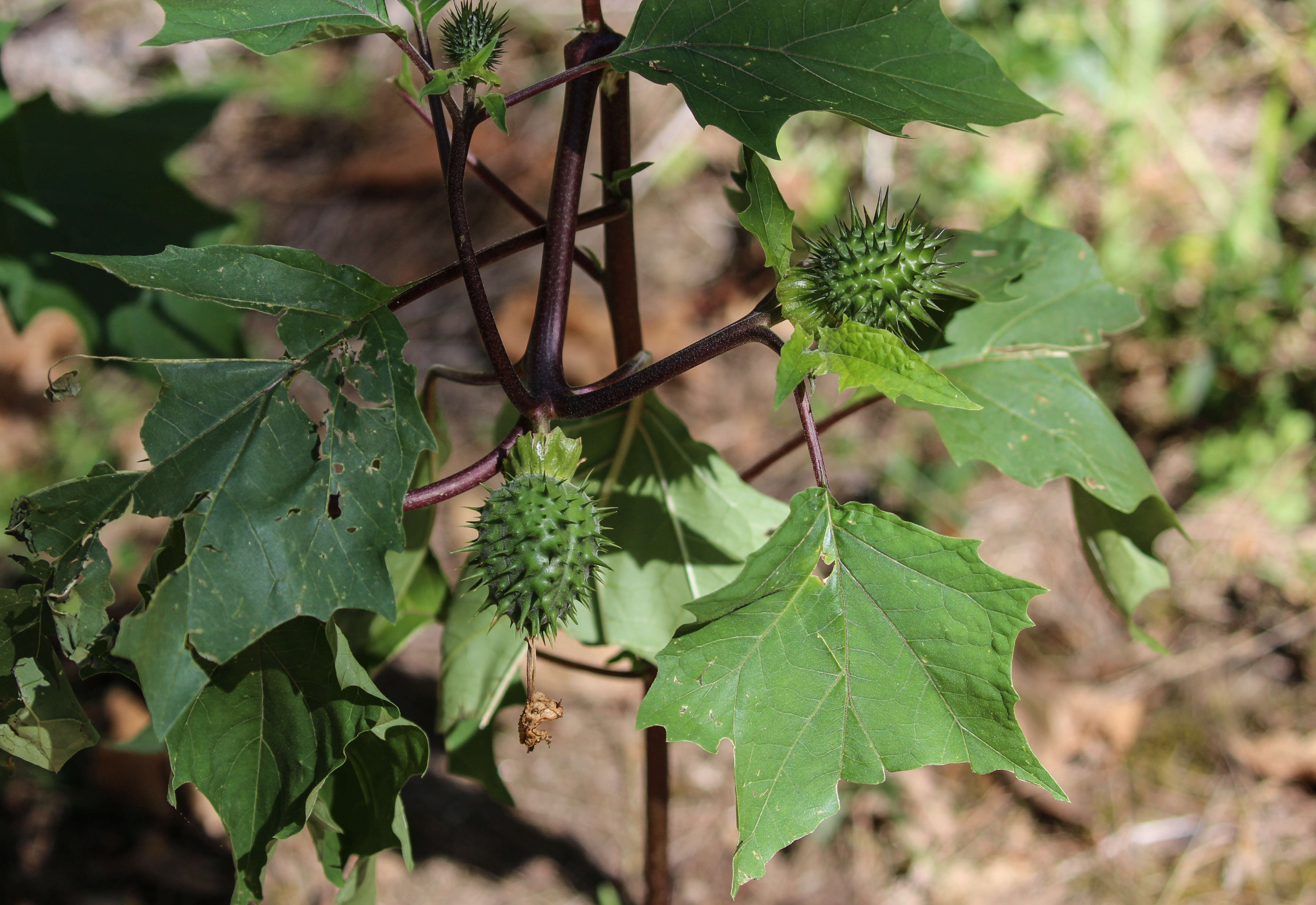 Image de Datura