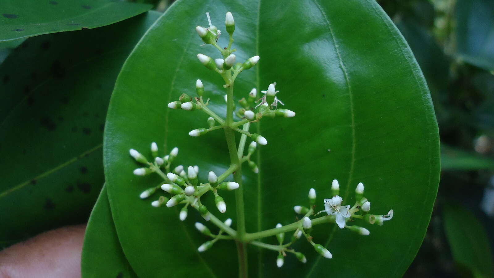 Miconia cinnamomifolia (DC.) Naud.的圖片