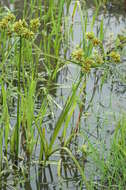 Image of Tall flatsedge