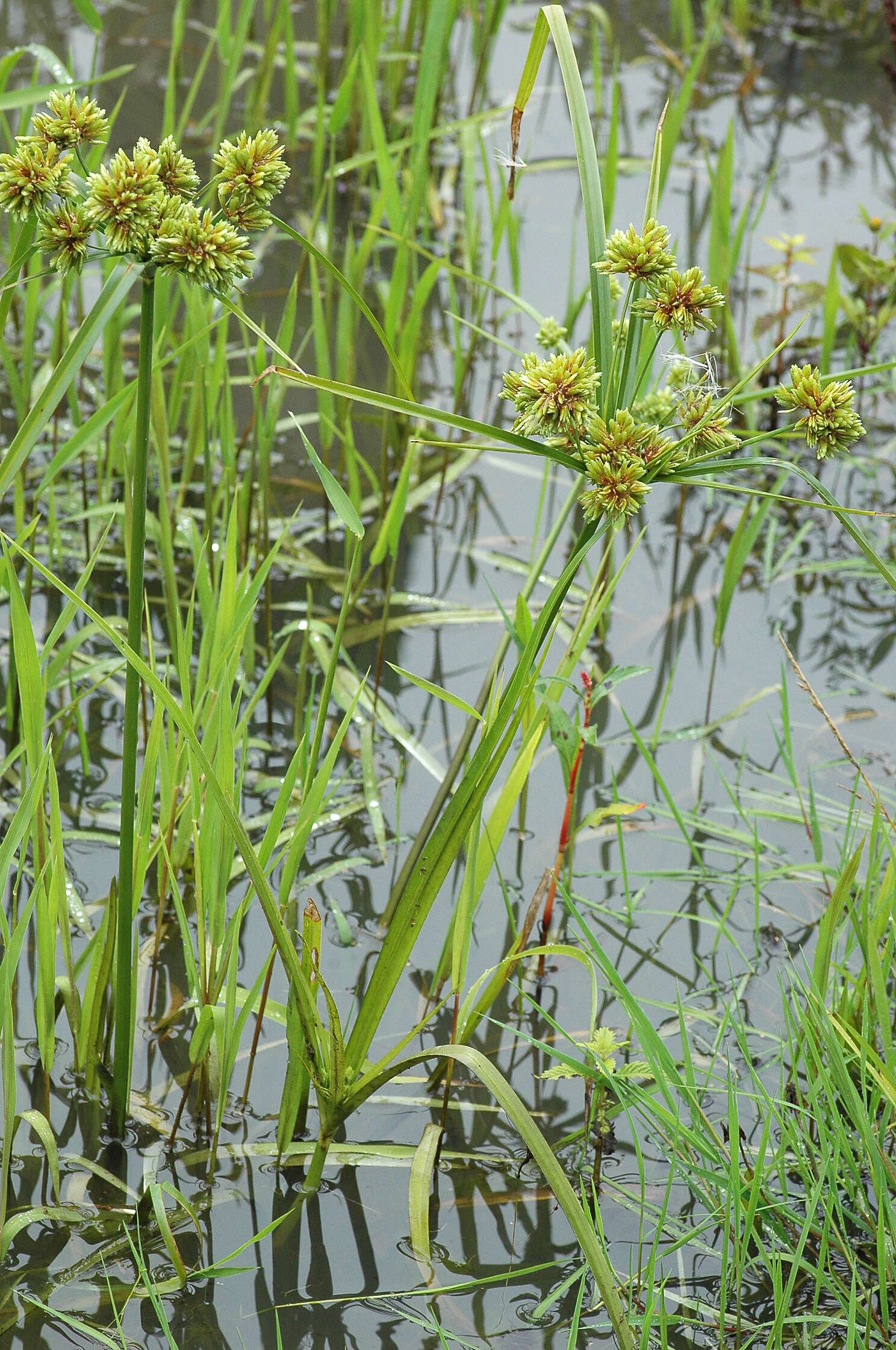 Слика од Cyperus eragrostis Lam.