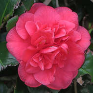 Слика од Camellia japonica L.