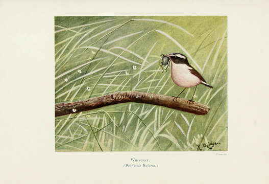 Image of Whinchat