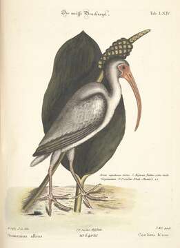 Image of Eudocimus Wagler 1832