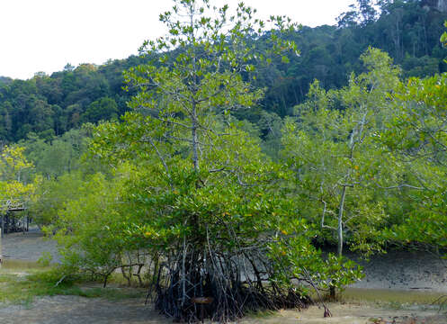 Image of mangrove