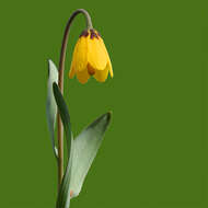 Image of fritillaries