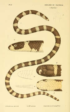 澳蠕蛇屬的圖片