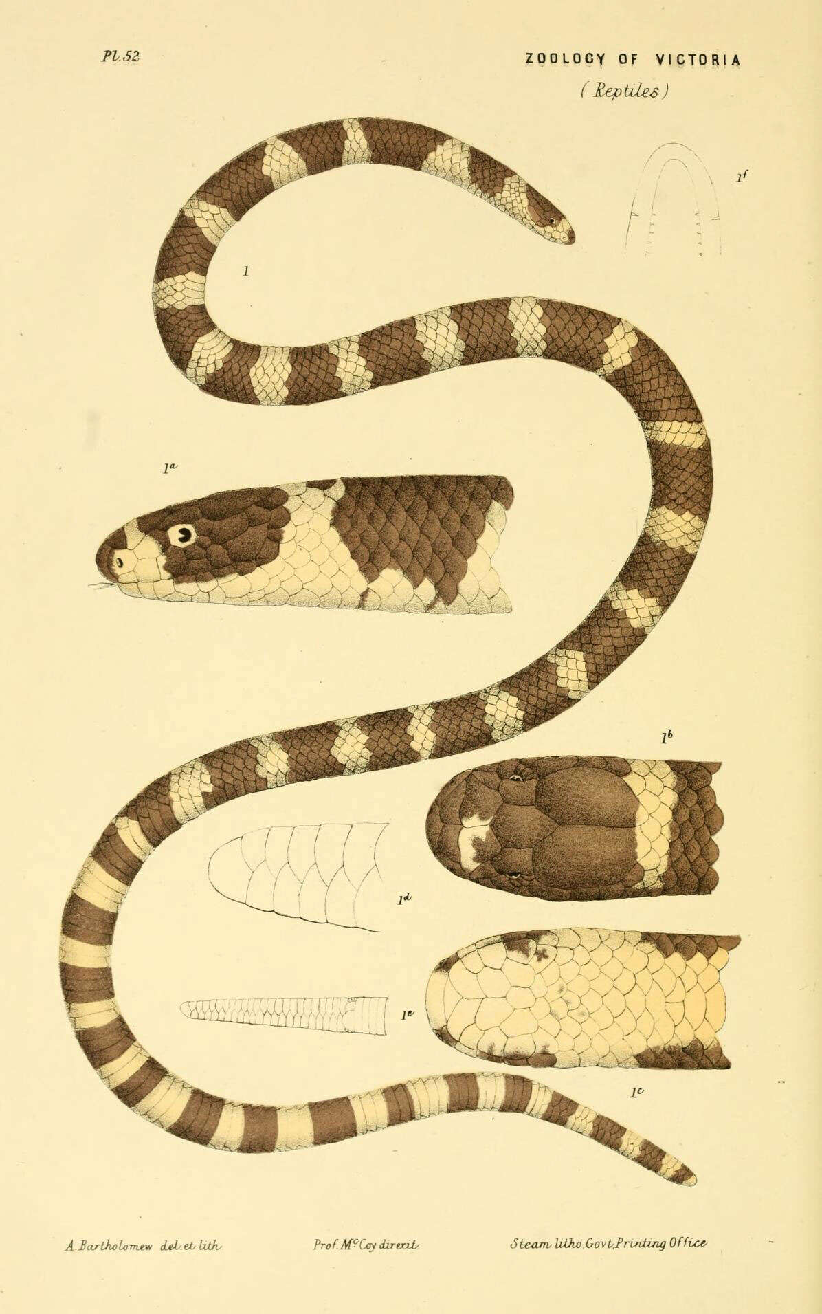 Image of Vermicella Gray ex Günther 1858