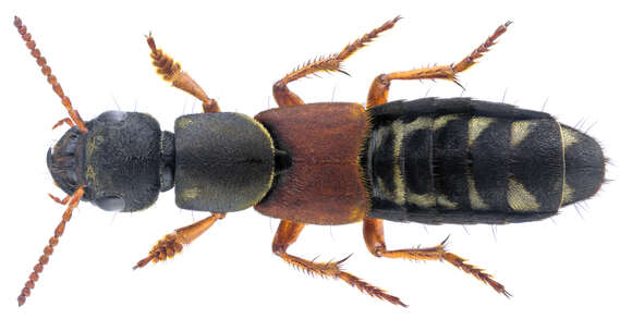 Image of Imperial rove beetle