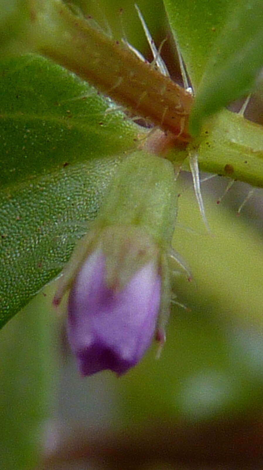 Image of Acisanthera hedyotidea (C. Presl) Triana