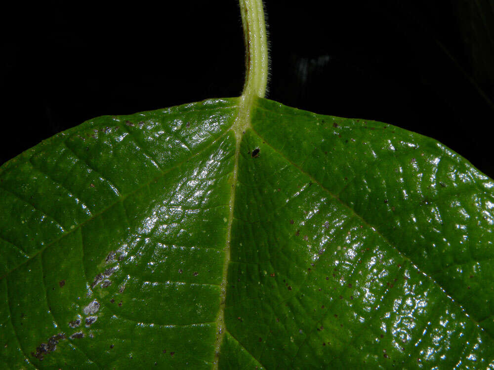 Image of Myriocarpa longipes Liebm.