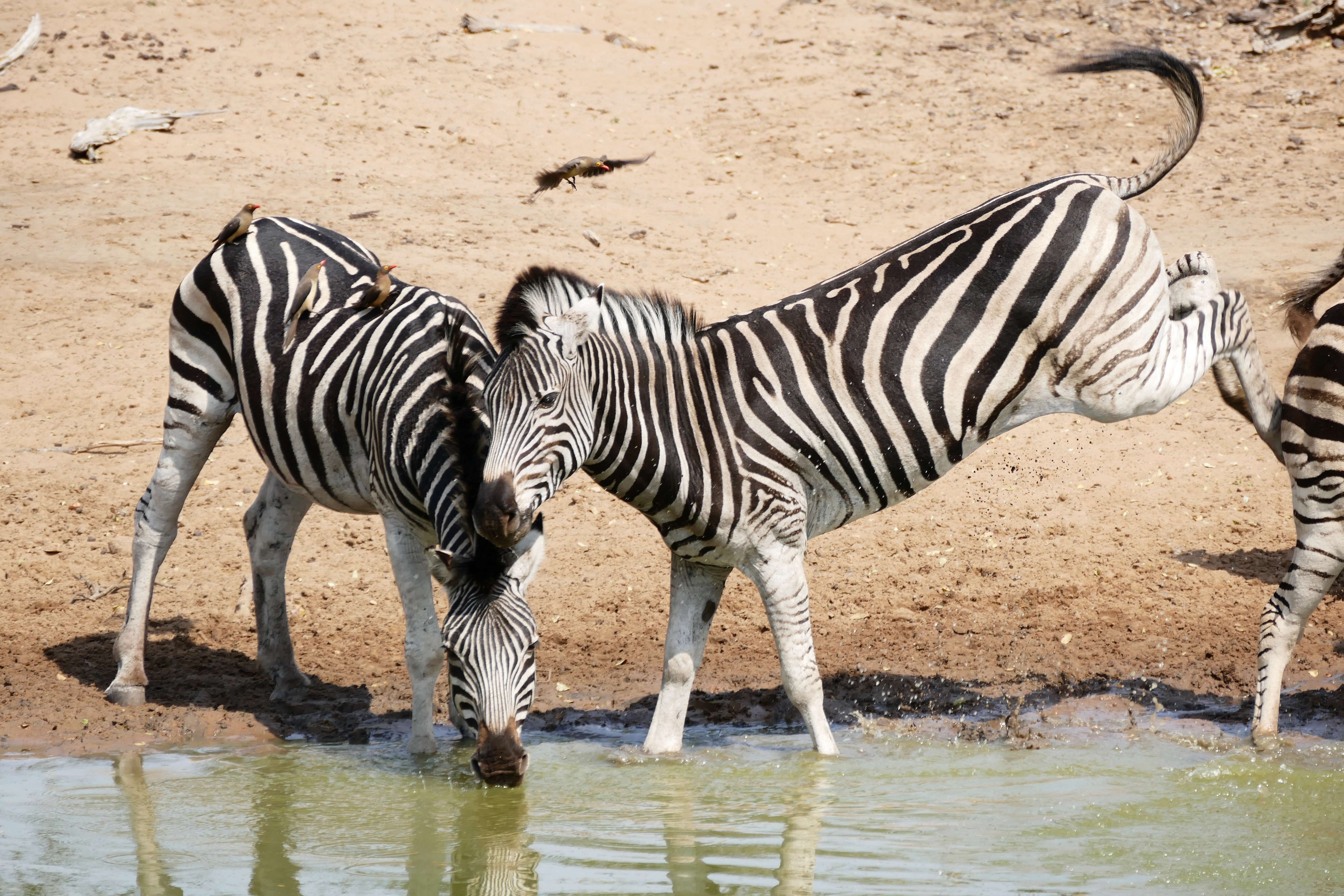 Image of Burchell's Zebra