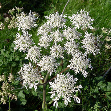 Imagem de Heracleum