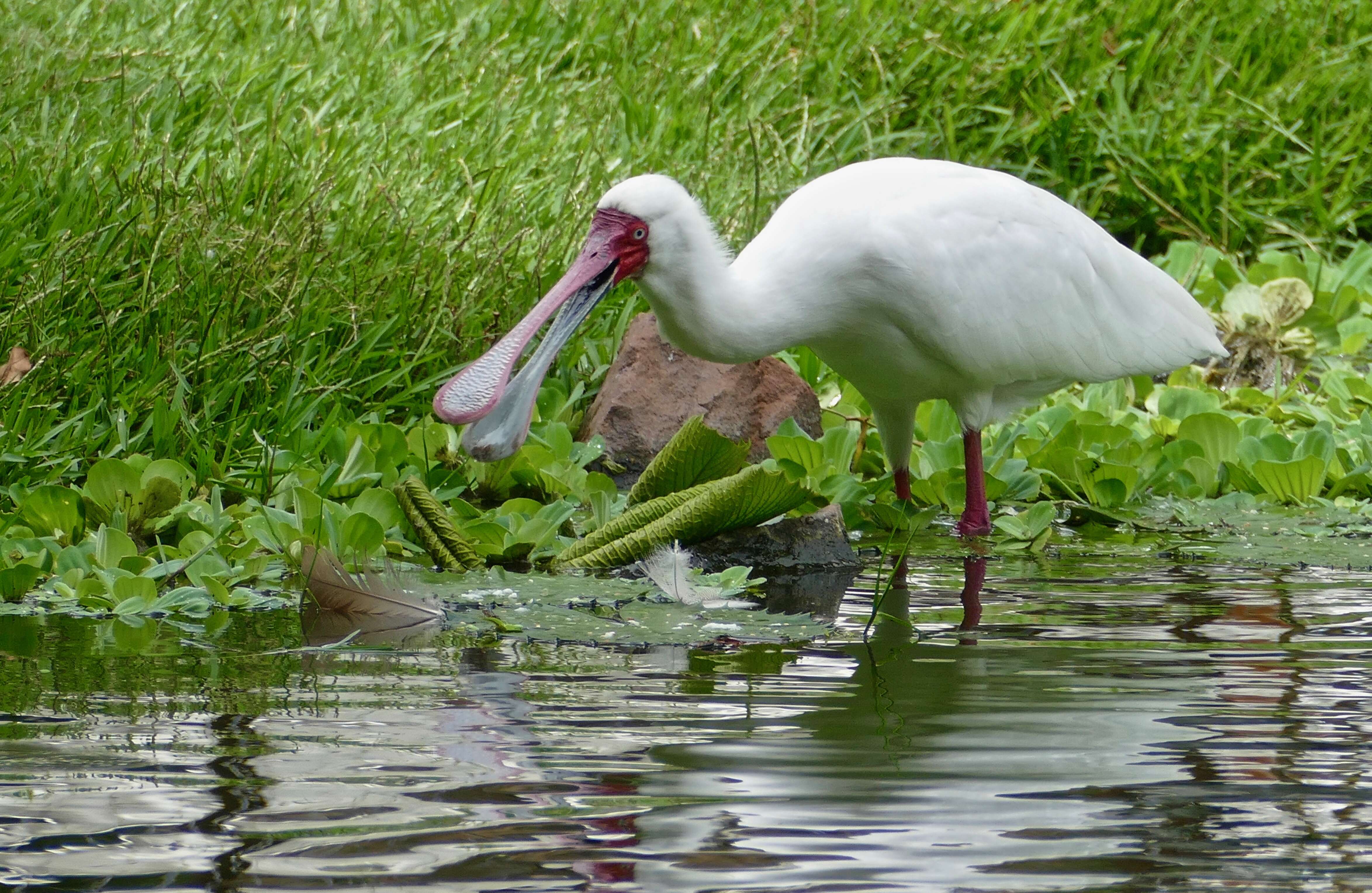 Image of Platalea Linnaeus 1758