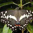 Image of Papilio ocidecephalus