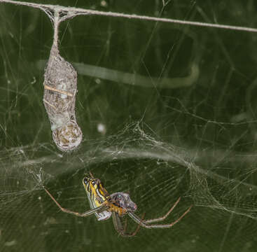 Image of Basilica Orbweaver