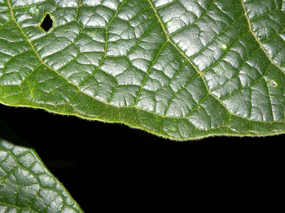 Image of Bunchosia macrophylla Rose ex Pittier