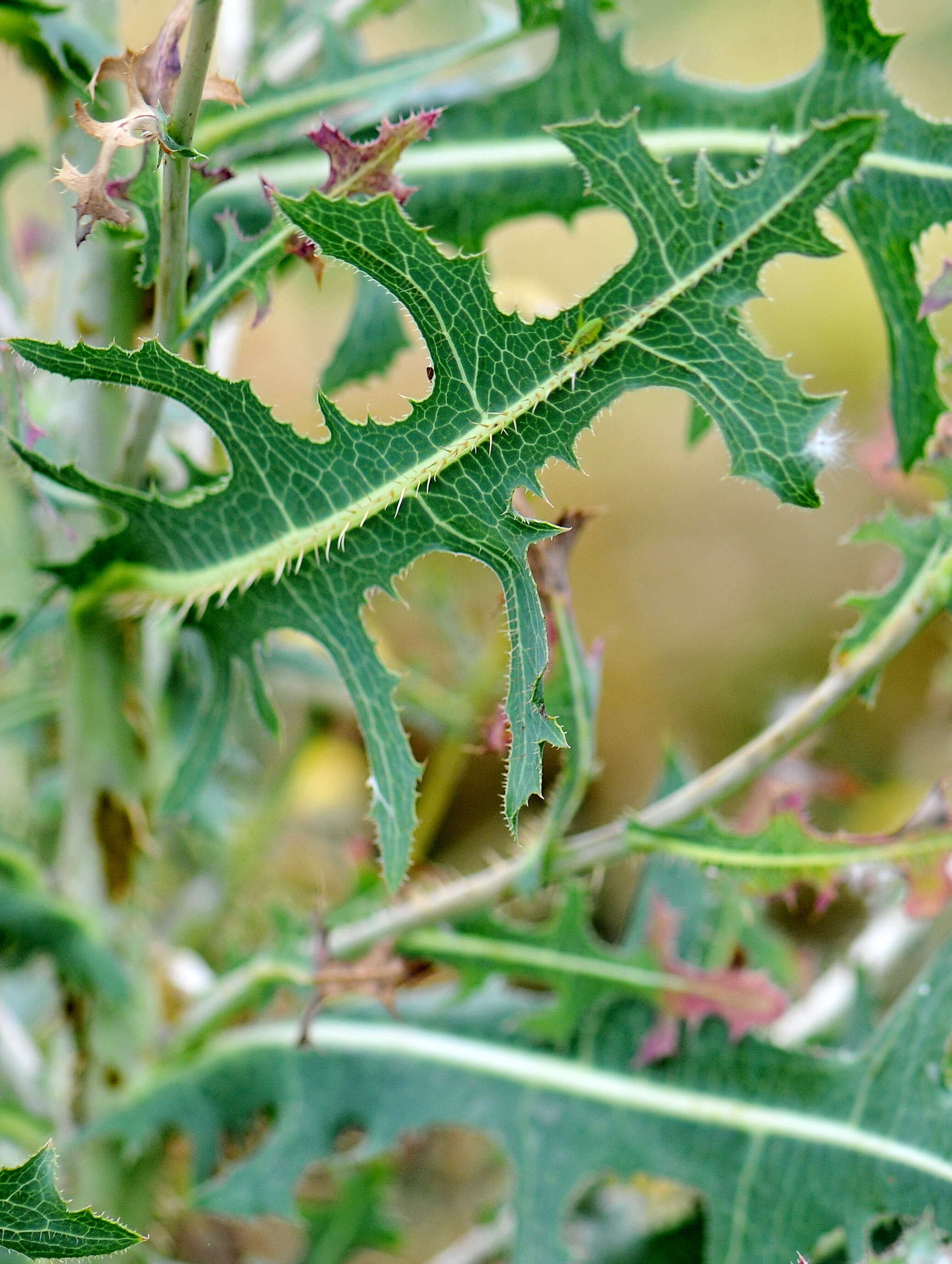 Image of prickly lettuce