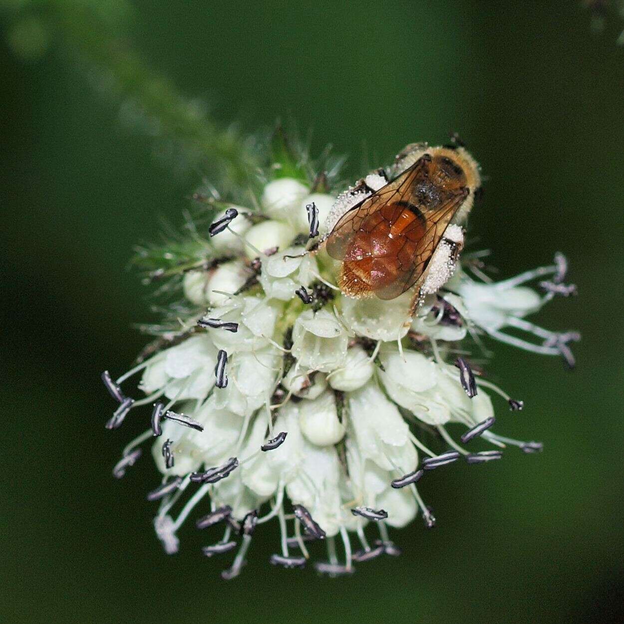 Image of Andrena marginata Fabricius 1776