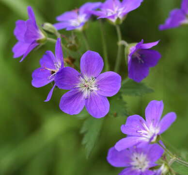 Imagem de Geranium sylvaticum L.