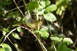 Image of Tawny-flanked Prinia