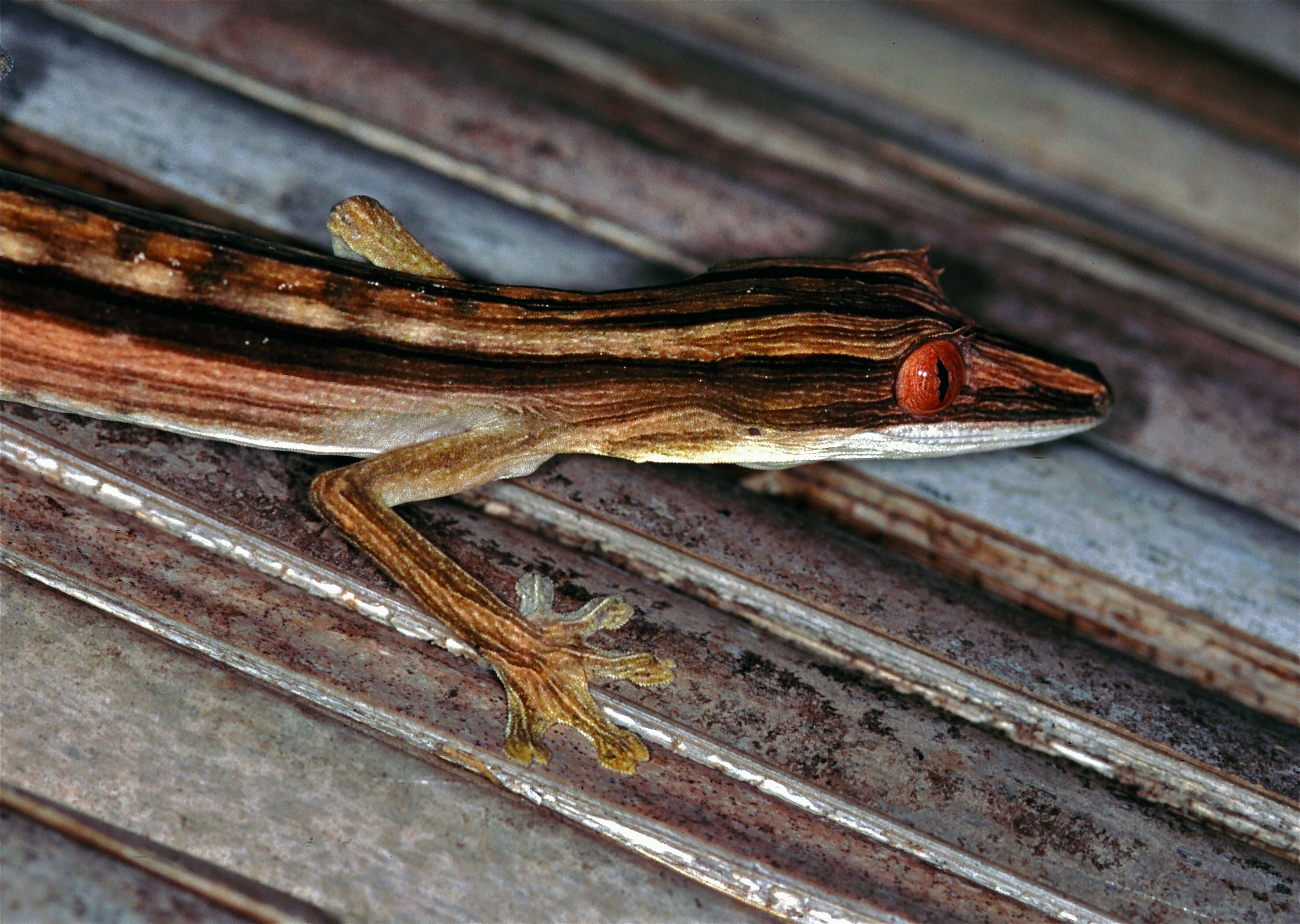 Image of Flat-tail geckos