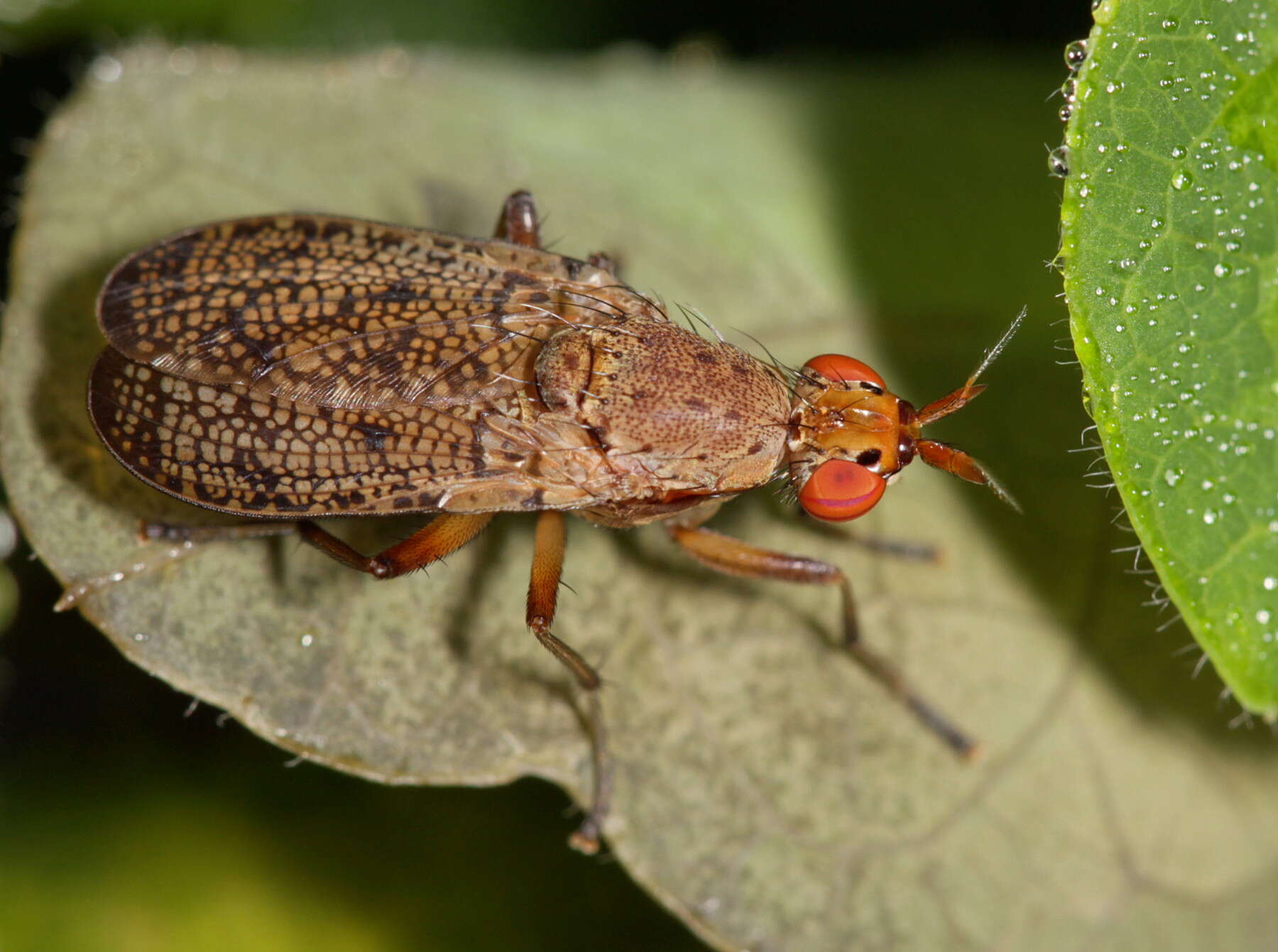 Image de Euthycera arcuata (Loew 1859)